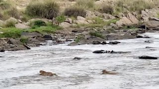 Cheetahs barely escapes crocodile infested river [upl. by Ardnalak]