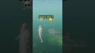 Dead or Alive Baitfish  Pike react pike fishing underwater [upl. by Sewole]