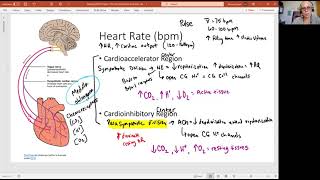 Biology 2020 The Heart Heart Rate Video 11 [upl. by Whitelaw]