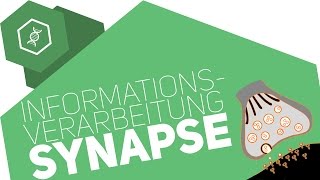 Synapse  Informationsverarbeitung [upl. by Ellesij]