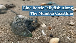 Blue bottle jellyfish spotted in Mumbai [upl. by Ykcin]