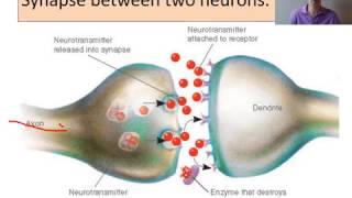 biopsychology Neurons and synaptic transmission [upl. by Lennie]