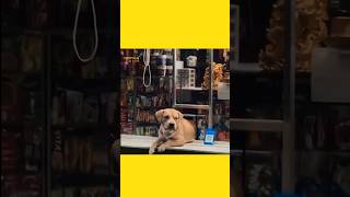 Dog Shop 🤩  apnagyanfacts funny dog [upl. by Head]