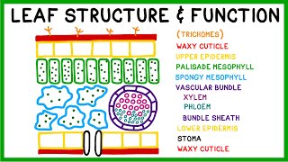 Leaf Structure and Function [upl. by Nichole]