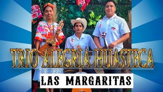 LAS MARGARITAS  TRIO ALEGRIA HUASTECA [upl. by Emmerie]