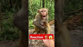 Wait fr end 🐒😲 monkey monkeysspinningmonkeys funny trending viralvideo ytshort [upl. by Dibbell819]