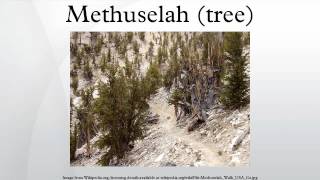 Methuselah tree [upl. by Micheline409]