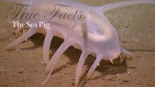 True Facts About The Sea Pig [upl. by Joyann]