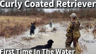 Curly Coated Retriever  First Time Swimming and Hiking On The Farm [upl. by Eetnahs]