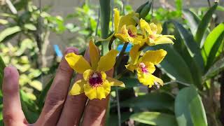 Orquídea Enanthleya Jackie Brigth Hilo Stars cattlianthe gold digger x encyclia randii [upl. by Lira]