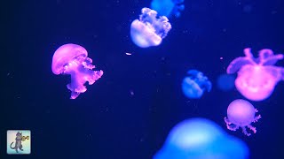 Soothing Jellyfish Aquarium  Relaxing Music for Sleep Study Meditation amp Yoga [upl. by Egamlat]