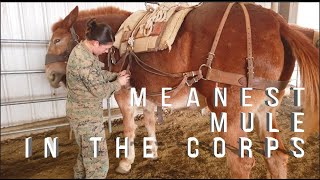 The Meanest Mule in the Marine Corps [upl. by Airamas]