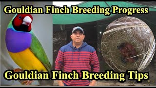 Gouldian Finch Breeding Progress 2020Gouldian Finch Breeding TipsJibran ahmadURDUHINDI [upl. by Lieno898]