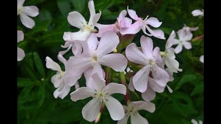 Сапонария Saponaria Garden flowers157 Декоративные [upl. by Hsemin]