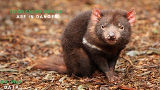 Tasmanian Devils Why Are They Called That Why Are They in Danger of Extinction [upl. by Nosmoht]