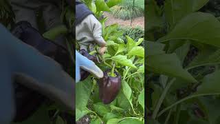 How to Harvest Purple Peppers [upl. by Linc984]