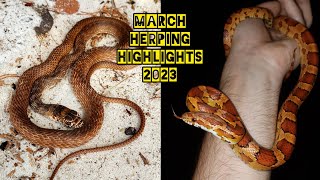 Herping Central Florida  Flipping Snakes Under Tin  March 2023 [upl. by Alahsal779]