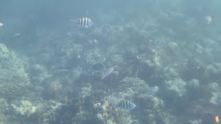 2 reef snorkel Nassau Bahamas [upl. by Htebizile]