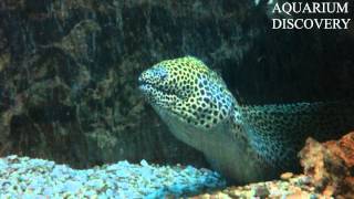 Muraena  Gymnothorax favagineus  Honeycomb moray  Мурена сотовая [upl. by Faustina]