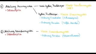 Pilze  Mycobionta Gliederung in Abteilung Klasse und Ordnung [upl. by Innis3]