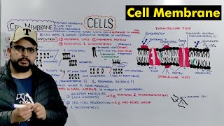 Cell membrane  Plasma Membrane Structure and Function Detailed Lecture [upl. by Trubow]