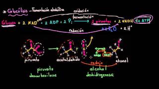 Fermentación alcohólica  Respiración celular  Biología  Khan Academy en Español [upl. by Tiffy]