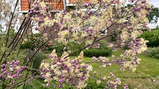 Thalictrum Anne meadowrue  FarmerGracycouk [upl. by Einomrah149]