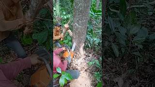 Cutting down a mahogany tree is big and difficultwoodwoodworkingshorts [upl. by Nnahgem829]