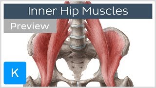 Inner Hip Muscles preview  Human Anatomy  Kenhub [upl. by Zysk305]