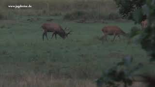 Alter Hirsch in der Morgendämmerung  Jagd zur Hirschbrunft in Polen  Pommern [upl. by Shieh]