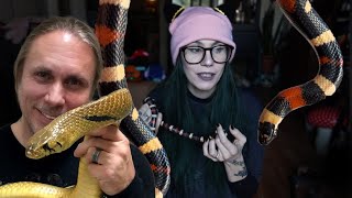 My thoughts on Brian Barczyk while rehousing my Halloween milk snake [upl. by Nrevel]