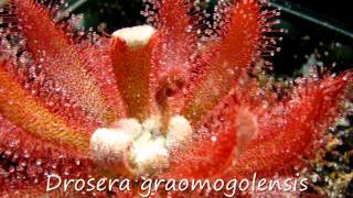 Grow Sundews  Compilation of Drosera videos and pictures [upl. by Christmann]