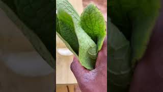 Every gardener should grow this plant Cloning comfrey 22 [upl. by Haidebej]