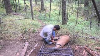 Clover Trapping Blacktailed Deer in Southern Oregon Cascades [upl. by Erminia591]