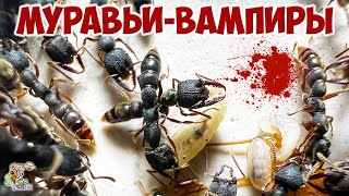 Дракулаантс ● Муравьивампиры ● Stigmatomma reclinatum [upl. by Eitsirhc43]