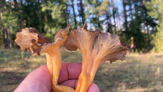 Chanterelles jaunissante  lutescens partout  Et d autres espèces 👍 [upl. by Tlevesoor144]