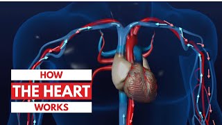 How the heart works l 3D Tour of the heart [upl. by Mirella847]