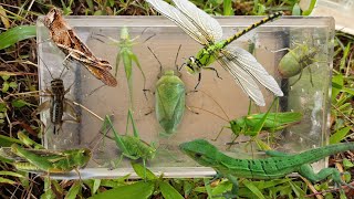 hunt various kinds of grasshoppers and catch katydid dragonfly cricket shield bug grass lizard [upl. by Ecinej660]