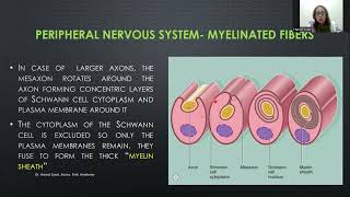 Histology of Nerves and Ganglia [upl. by Squires]