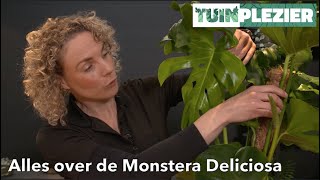 Alles over de Monstera Deliciosa  Gatenplant  TUINPLEZIER [upl. by Hanas]