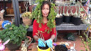 Desert rose how to save after root rot [upl. by Nospmis]