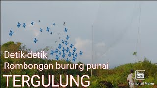 Menghitam dilangit banyaknya burung punai sekali nabrak ramee💈 [upl. by Kuska]