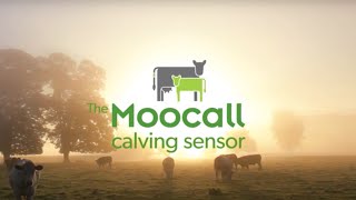 Moocall calving sensor retailer overview [upl. by Apollo941]