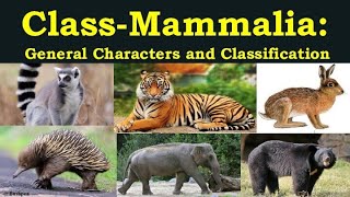 Class Mammalia  General Characters of class Mammalia  Classification of class Mammalia  Mammals [upl. by Aneehsat895]