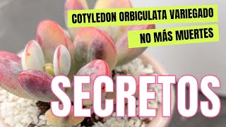 Cotylendon Orbiculata aprende a cuidarlo y reproducirlo suculentas tips cotyledon [upl. by Inalaehon685]