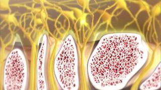 Olfaction and How Smelling Works  Visible Body [upl. by Aidne]