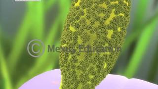 Mitosis and Fertilisation in Flowering Plants [upl. by Rudich949]