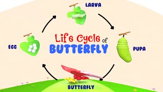 Life Cycle of a Butterfly  Life Of A Butterfly  4 Stages of Butterfly Life Cycle  Metamorphosis [upl. by Edora]