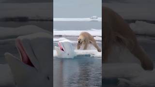 Polar Bear hunts Beluga Whale [upl. by Neenahs]