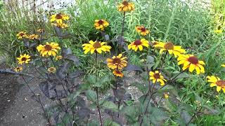 Heliopsis helianthoides var scabra Bleeding Hearts [upl. by Airasor]